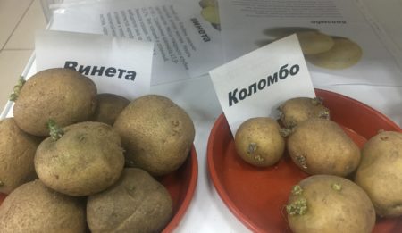 В магазине Парус уже в продаже семенной картофель, цена 45 рублей за килограмм.